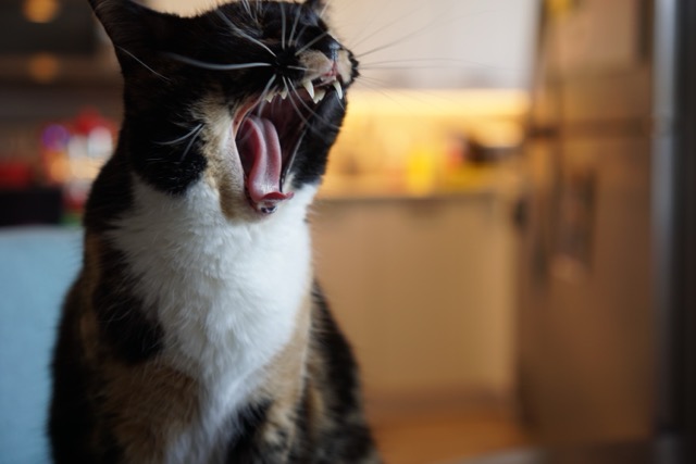 A big yawn.